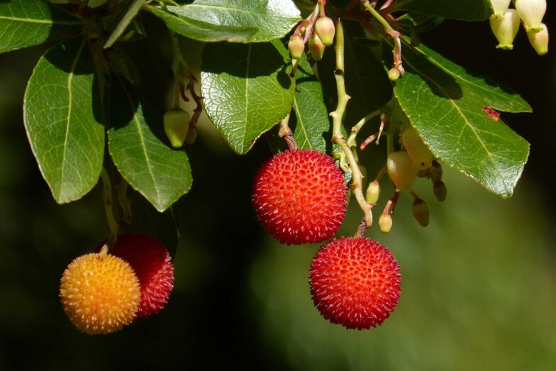 Der Westliche Erdbeerbaum (Arbutus unedo) ist eine Pflanzenart aus der Gattung der Erdbeerbäume (Arbutus) in der Familie der Heidekrautgewächse (Ericaceae). Foto: Marc Pascual / Pixabay.