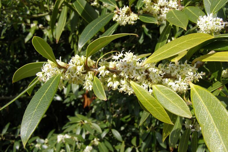 Die Duftblüte (Osmanthus) ist eine Pflanzengattung aus der Familie der Ölbaumgewächse (Oleaceae). Foto: Pixabay.