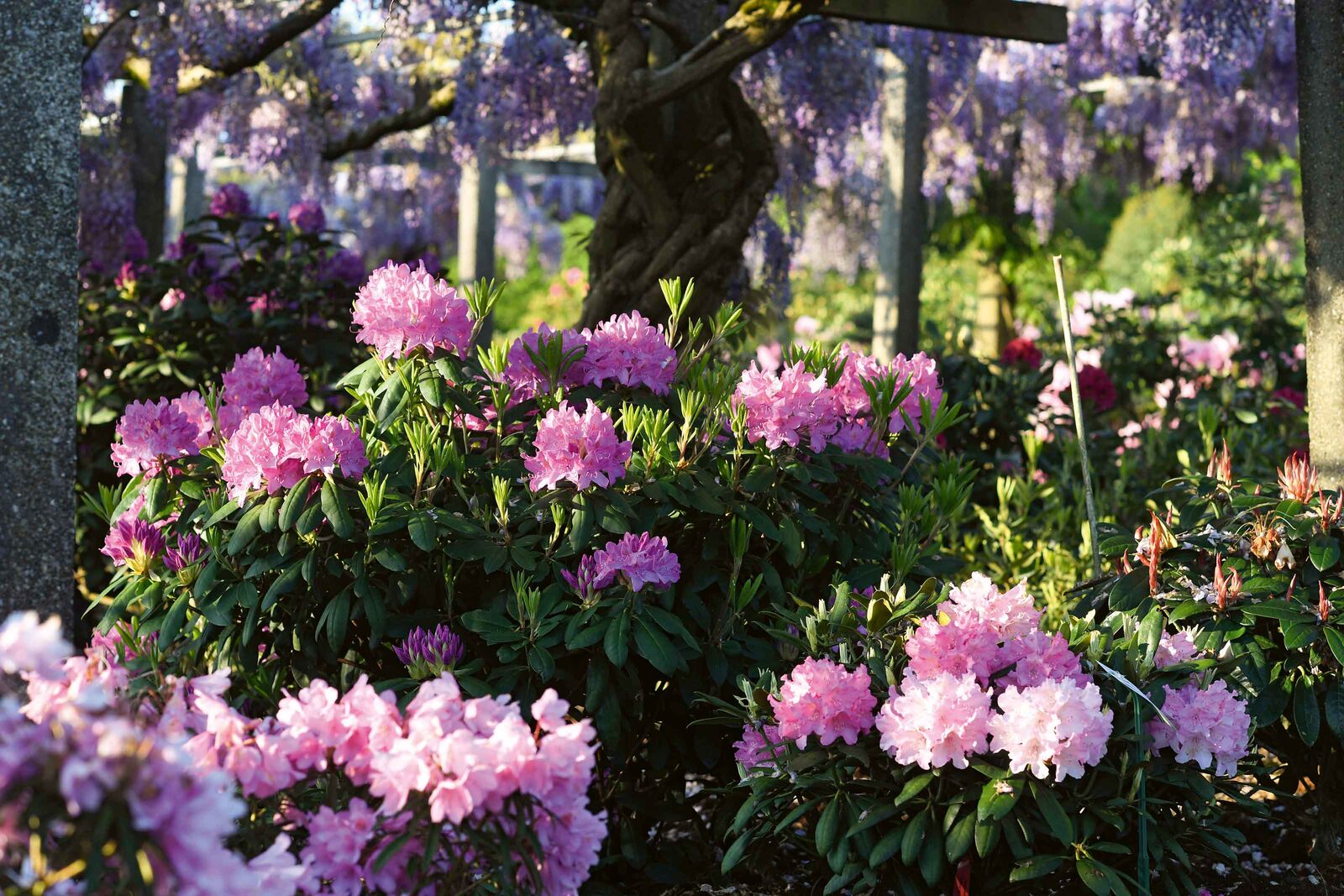 Ein Garten mit natürlichen Formen und Naturcharakter sind im Trend.