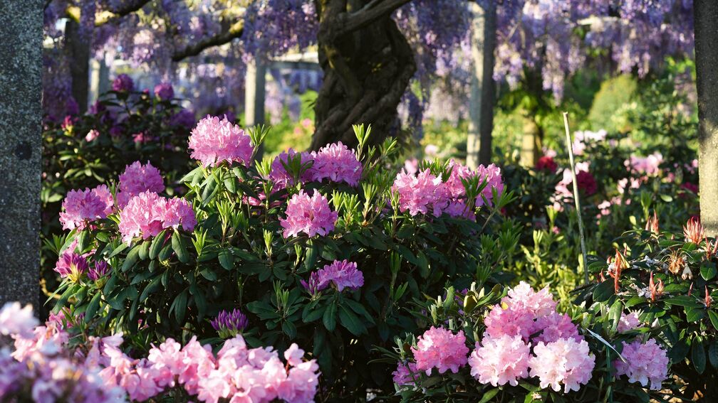 Know-how im Garten